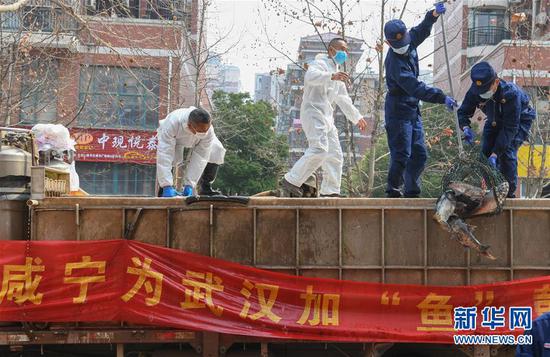 3月13日，一批運(yùn)到湖北省武漢市硚口區(qū)華生漢口城市廣場(chǎng)社區(qū)的活魚(yú)在卸貨。當(dāng)日，首批100噸調(diào)配自咸寧市的活魚(yú)運(yùn)抵武漢市硚口區(qū)11個(gè)街道下轄社區(qū)。 新華社記者 程敏 攝